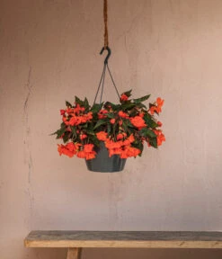 Hängebegonie 'Belina®', Ampel -Haus Pflanzen Welt 8602310 WE MO 002 HaengebegonieBelinaAmpel