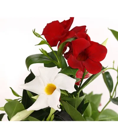 Dipladenien-Duo, Ampel 5 Dipladenien-Duo, Ampel -Haus Pflanzen Welt 8602963 PR DE 001 DipladeniaAmpelTwinT22DehnerExpressHerzig