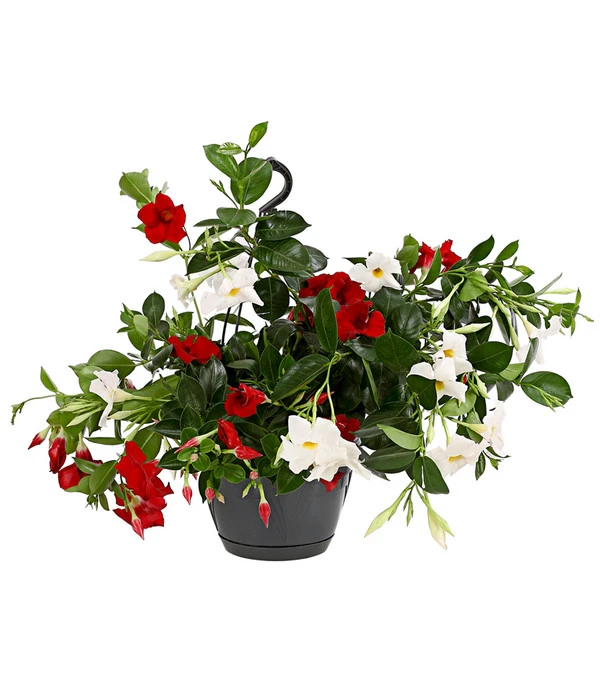 Dipladenien-Duo, Ampel 3 Dipladenien-Duo, Ampel