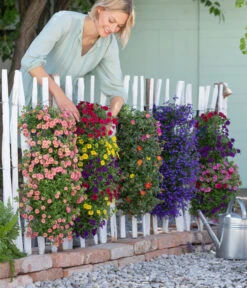 Wandhänger Mit Minihängepetunien-Trio, Verschiedene Farben 8 Wandhänger Mit Minihängepetunien-Trio, Verschiedene Farben -Haus Pflanzen Welt 8602989 8602997 WE MO 001 BegoniaWandhaenger