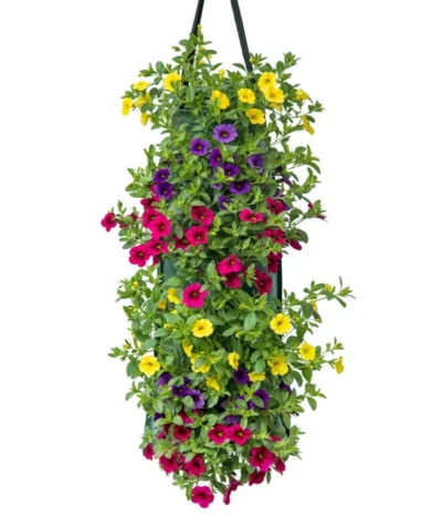 Wandhänger Mit Minihängepetunien-Trio, Verschiedene Farben