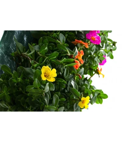 Wandhänger Mit Portulakröschen, Verschiedene Sorten -Haus Pflanzen Welt 8602997 WE DE 001 WandhaengerPortulakroeschenBunt