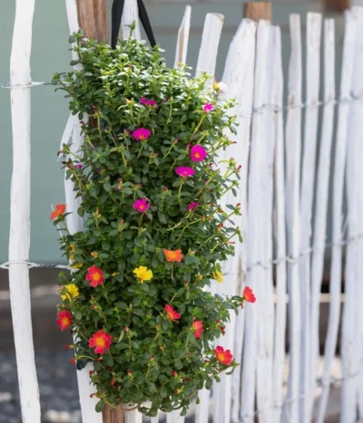 Wandhänger Mit Portulakröschen, Verschiedene Sorten -Haus Pflanzen Welt 8602997 WE MO 001 Portulakroeschen