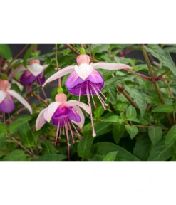 Hängefuchsie, Ampel, Verschiedene Farbkombinationen -Haus Pflanzen Welt 8603805 WE DE 003 FuchsieAmpT25