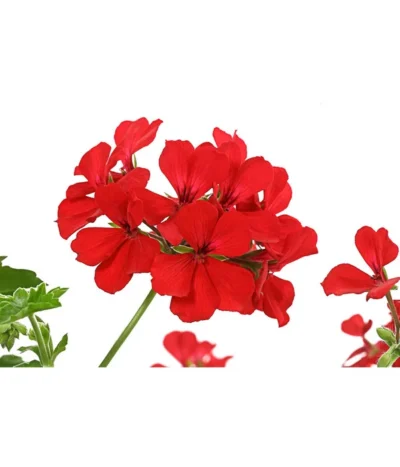 Geranie 'Caliente', Ampel -Haus Pflanzen Welt 8604316 PR DE 001 GeranieCalienteAmpelDehnerExpressHerzig