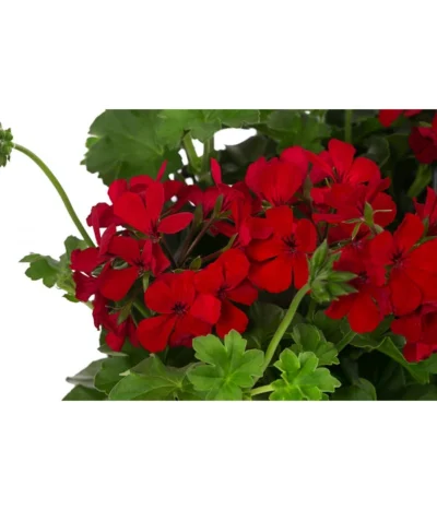 Geranie 'Caliente', Ampel -Haus Pflanzen Welt 8604316 WE DE 001 GeranieCalienteAmpelT25