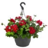 Geranie 'Caliente', Ampel 2 Geranie 'Caliente', Ampel -Haus Pflanzen Welt 8604316 WE FS 002 GeranieCalienteAmpelT25