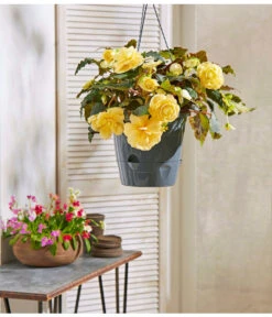 Hängebegonie 'Champagner', Ampel -Haus Pflanzen Welt 8604712 PR MO 005 HaengebegonieBlumenampel