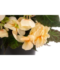 Hängebegonie 'Champagner', Ampel -Haus Pflanzen Welt 8604712 WE DE 002 HaengebegonieChampT27