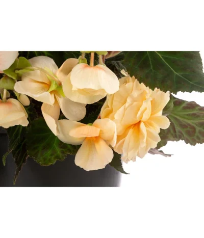 Hängebegonie 'Champagner', Ampel 11 Hängebegonie 'Champagner', Ampel -Haus Pflanzen Welt 8604712 WE DE 002 HaengebegonieChampT27