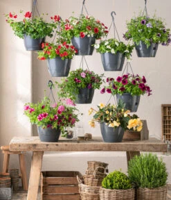 Hängebegonie 'Champagner', Ampel -Haus Pflanzen Welt 8604712 WE MO 001 Ampeln