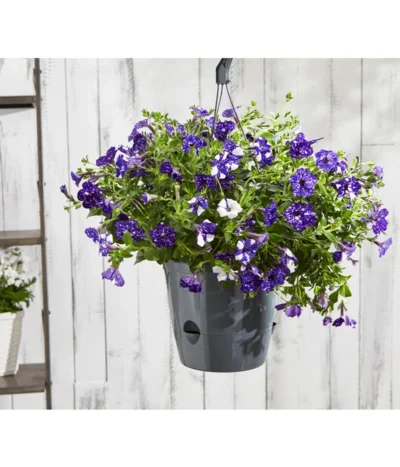 Hängepetunie 'Night Sky' -Haus Pflanzen Welt 8604878 8816506 PR MO 003 HaengePetunienightskyBL18Sauer