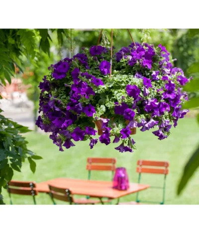 Hängepetunie, Ampel, Verschiedene Sorten, Weiß/pink -Haus Pflanzen Welt 8605164 BildFS 001 JuwelHaengepetunieAmpelHaengepetPurpurJuwAmp