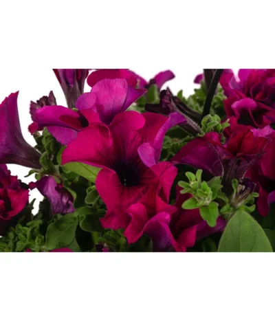 Hängepetunie, Ampel, Verschiedene Sorten, Weiß/pink -Haus Pflanzen Welt 8605164 WE DE 001 HaengepetunieAmpelT35