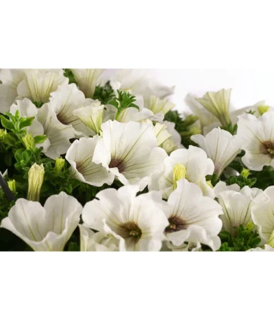 Hängepetunie, Ampel, Verschiedene Sorten, Weiß/pink -Haus Pflanzen Welt 8605164 WE DE 002 HaengepetunieAmpelT35