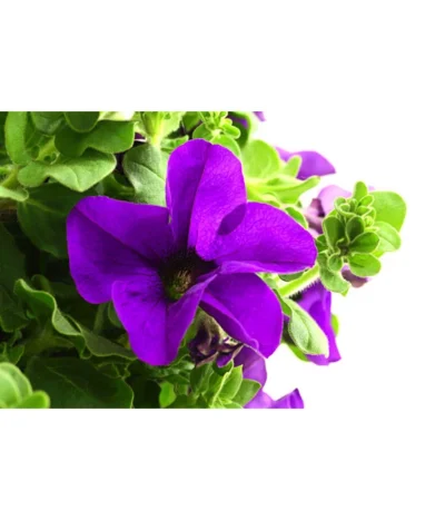 Hängepetunie, Ampel, Verschiedene Sorten, Weiß/pink -Haus Pflanzen Welt 8605164 WE DE 003 HaengepetunieAmpelT35Violett