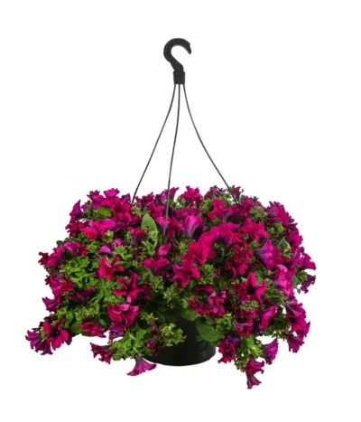 Hängepetunie, Ampel, Verschiedene Sorten, Weiß/pink -Haus Pflanzen Welt 8605164 WE FS 001 HaengepetunieAmpelT35