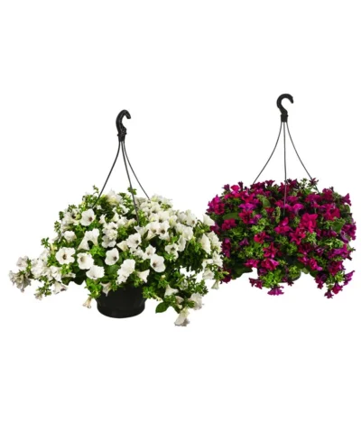 Hängepetunie, Ampel, Verschiedene Sorten, Weiß/pink -Haus Pflanzen Welt 8605164 WE FS 003 HaengepetunieAmpelT35