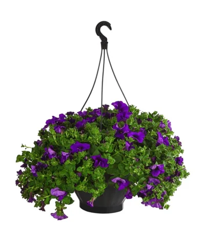 Hängepetunie, Ampel, Verschiedene Sorten, Weiß/pink -Haus Pflanzen Welt 8605164 WE FS 003 HaengepetunieAmpelT35Violett