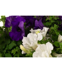 Hängepetunien-Duo, Ampel 5 Hängepetunien-Duo, Ampel -Haus Pflanzen Welt 8605180 WE DE 001 HaengepetunieAmpelT35