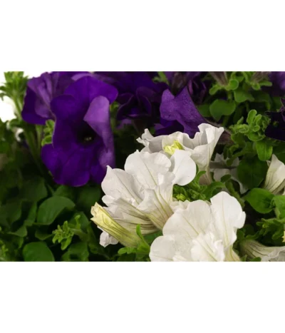 Hängepetunien-Duo, Ampel -Haus Pflanzen Welt 8605180 WE DE 001 HaengepetunieAmpelT35