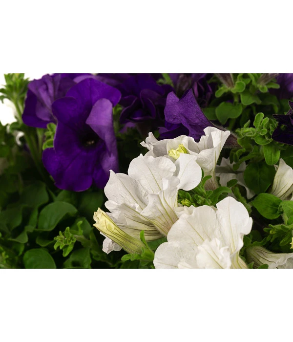 Hängepetunien-Duo, Ampel 4 Hängepetunien-Duo, Ampel – Bild 2