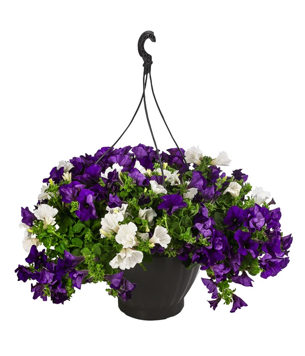 Hängepetunien-Duo, Ampel 3 Hängepetunien-Duo, Ampel