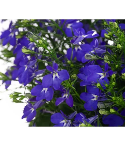 Männertreu, Ampel -Haus Pflanzen Welt 8605420 WE DE 002 LobeliaBlauAmpelT25