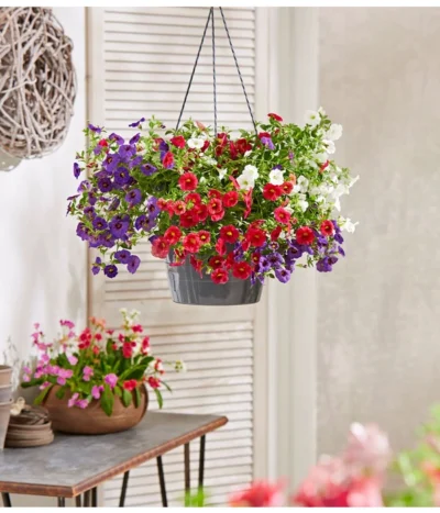 Minihängepetunien-Trio, Ampel -Haus Pflanzen Welt 8605743 PR MO 004 ZaubergloeckchenBlumenampel