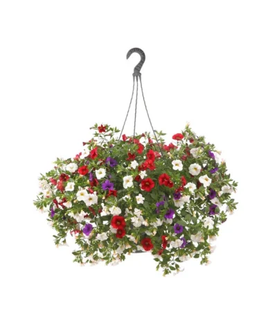 Minihängepetunien-Trio, Ampel