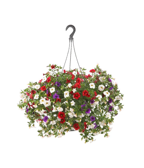 Minihängepetunien-Trio, Ampel 3 Minihängepetunien-Trio, Ampel