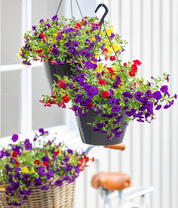Minihängepetunien-Trio, Ampel 4 Minihängepetunien-Trio, Ampel – Bild 2