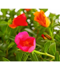 Portulakröschen, Ampel -Haus Pflanzen Welt 8606147 PR DE 001 PortulacaPortulakroeschenAmpelT25DehnerExpressHerzig