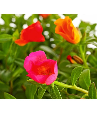 Portulakröschen, Ampel -Haus Pflanzen Welt 8606147 PR DE 001 PortulacaPortulakroeschenAmpelT25DehnerExpressHerzig