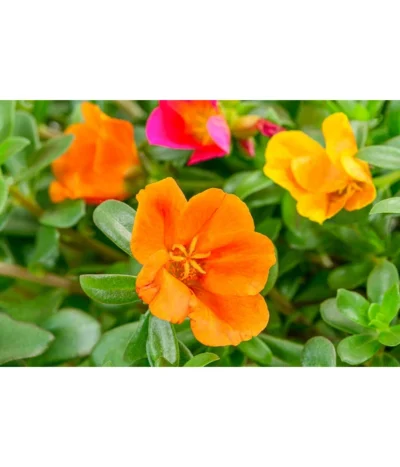 Portulakröschen, Ampel -Haus Pflanzen Welt 8606147 WW DE 001 PortulacRoeschenAmpel