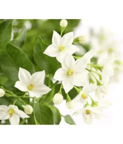 Jasminblütiger Nachtschatten, Ampel -Haus Pflanzen Welt 8606733 PR DE 001 SolanumJasminoidesAmpelNachtschattenT20DehnerExpressHerzig