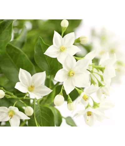 Jasminblütiger Nachtschatten, Ampel -Haus Pflanzen Welt 8606733 PR DE 001 SolanumJasminoidesAmpelNachtschattenT20DehnerExpressHerzig