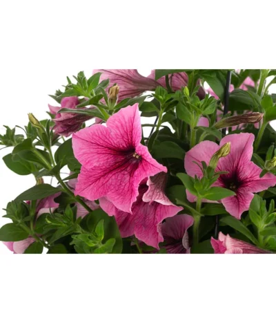 Hängepetunie, Ampel, Verschiedene Farben -Haus Pflanzen Welt 8606840 WE DE 003 HAENGEPETUNIEMIXAMPT25