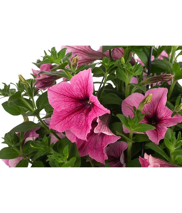 Hängepetunie, Ampel, Verschiedene Farben 9 Hängepetunie, Ampel, Verschiedene Farben – Bild 7