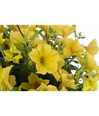 Hängepetunie, Ampel, Verschiedene Farben -Haus Pflanzen Welt 8606840 WE DE 004 HAENGEPETUNIEMIXAMPT25