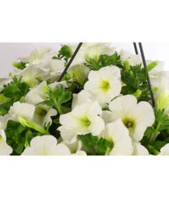 Hängepetunie, Ampel, Verschiedene Farben 22 Hängepetunie, Ampel, Verschiedene Farben -Haus Pflanzen Welt 8606840 WE DE 005 HAENGEPETUNIEMIXAMPT25