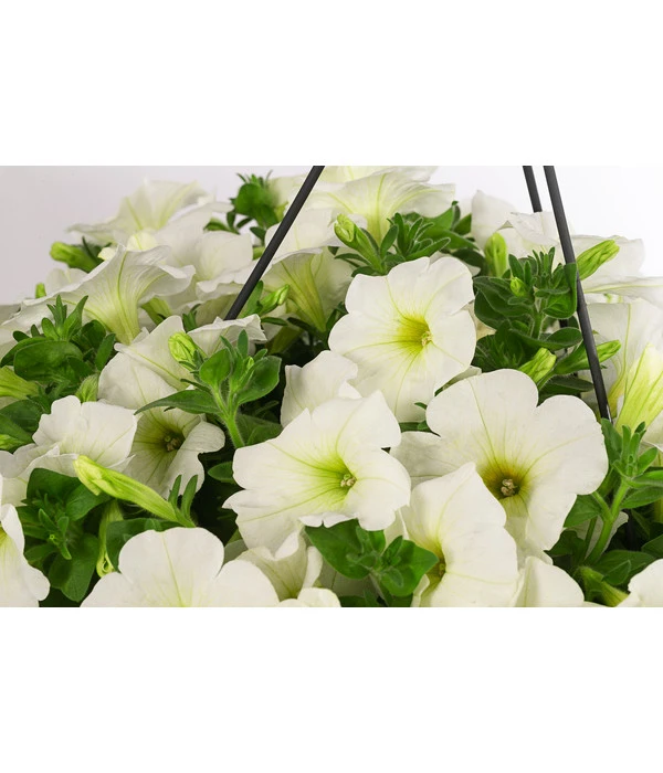 Hängepetunie, Ampel, Verschiedene Farben 11 Hängepetunie, Ampel, Verschiedene Farben – Bild 9