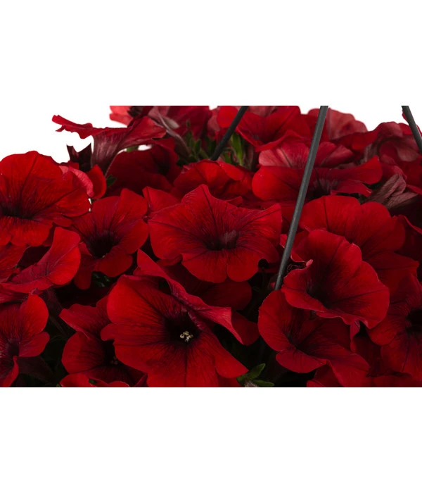 Hängepetunie, Ampel, Verschiedene Farben 12 Hängepetunie, Ampel, Verschiedene Farben – Bild 10