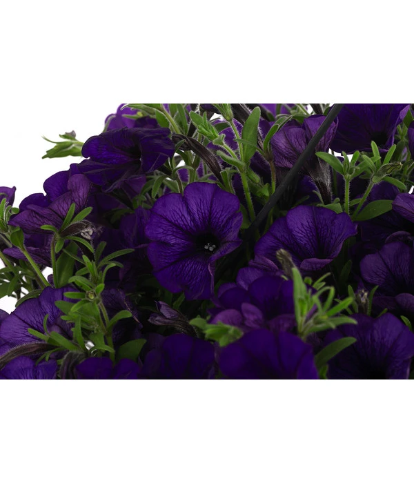 Hängepetunie, Ampel, Verschiedene Farben 13 Hängepetunie, Ampel, Verschiedene Farben – Bild 11