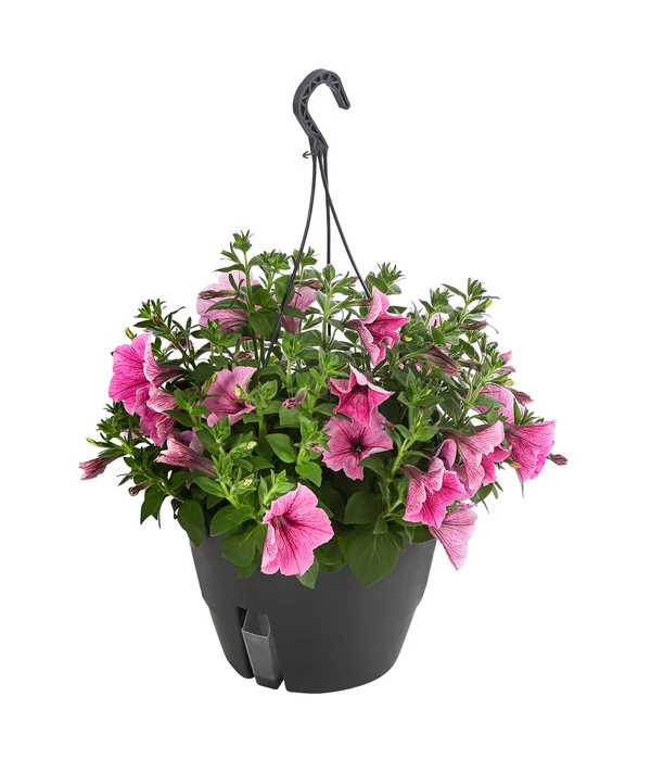 Hängepetunie, Ampel, Verschiedene Farben 3 Hängepetunie, Ampel, Verschiedene Farben