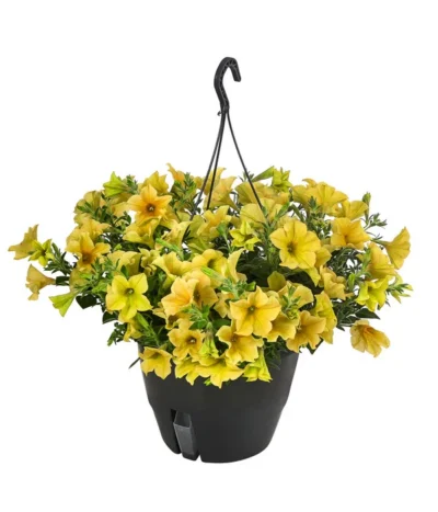 Hängepetunie, Ampel, Verschiedene Farben -Haus Pflanzen Welt 8606840 WE FS 004 HAENGEPETUNIEMIXAMPT25