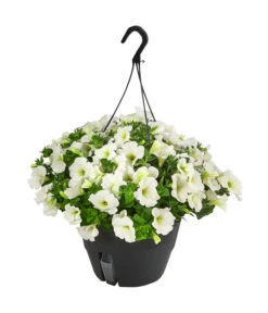 Hängepetunie, Ampel, Verschiedene Farben 16 Hängepetunie, Ampel, Verschiedene Farben -Haus Pflanzen Welt 8606840 WE FS 005 HAENGEPETUNIEMIXAMPT25