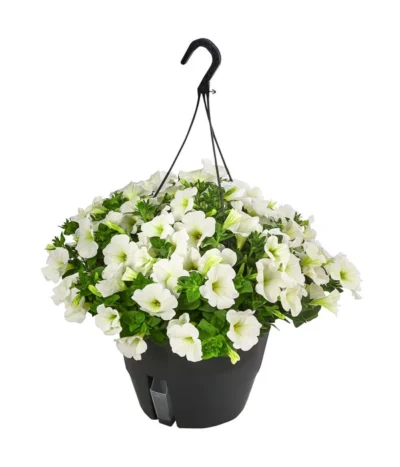 Hängepetunie, Ampel, Verschiedene Farben -Haus Pflanzen Welt 8606840 WE FS 005 HAENGEPETUNIEMIXAMPT25