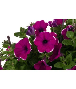 Hängepetunie 'Burgundy Picotee', Ampel -Haus Pflanzen Welt 8606923 WE DE 001 HaengepetunieBurgundyPicoteeT27