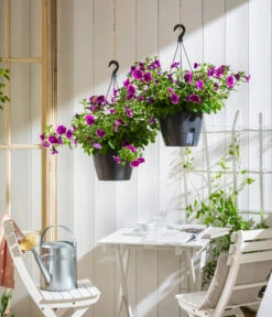 Hängepetunie 'Burgundy Picotee', Ampel -Haus Pflanzen Welt 8606923 WE MO 001 HaengepetuniePicoteeAmpel